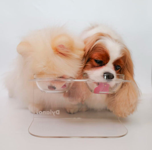 Le Bubu Pets: Your Exclusive Gateway to Premium Thai Pet Brands!