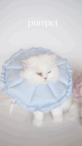 Purrpet - Collar Ribbon Cool Mode