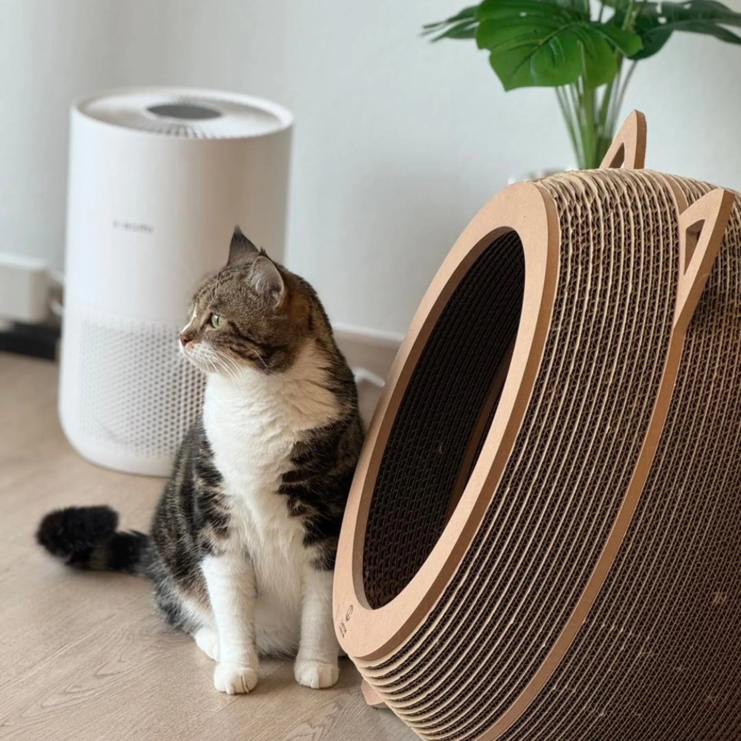 Carton Connection - Catosphere