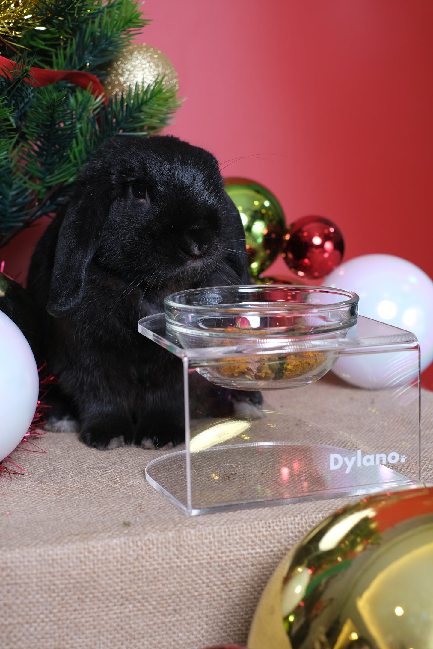 Dylano Studio - Elevated Single Bowl Iced in XS / Petite