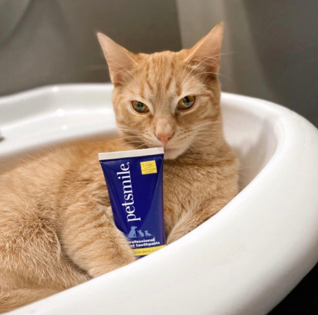 Petsmile - Toothpaste London Broil Flavor