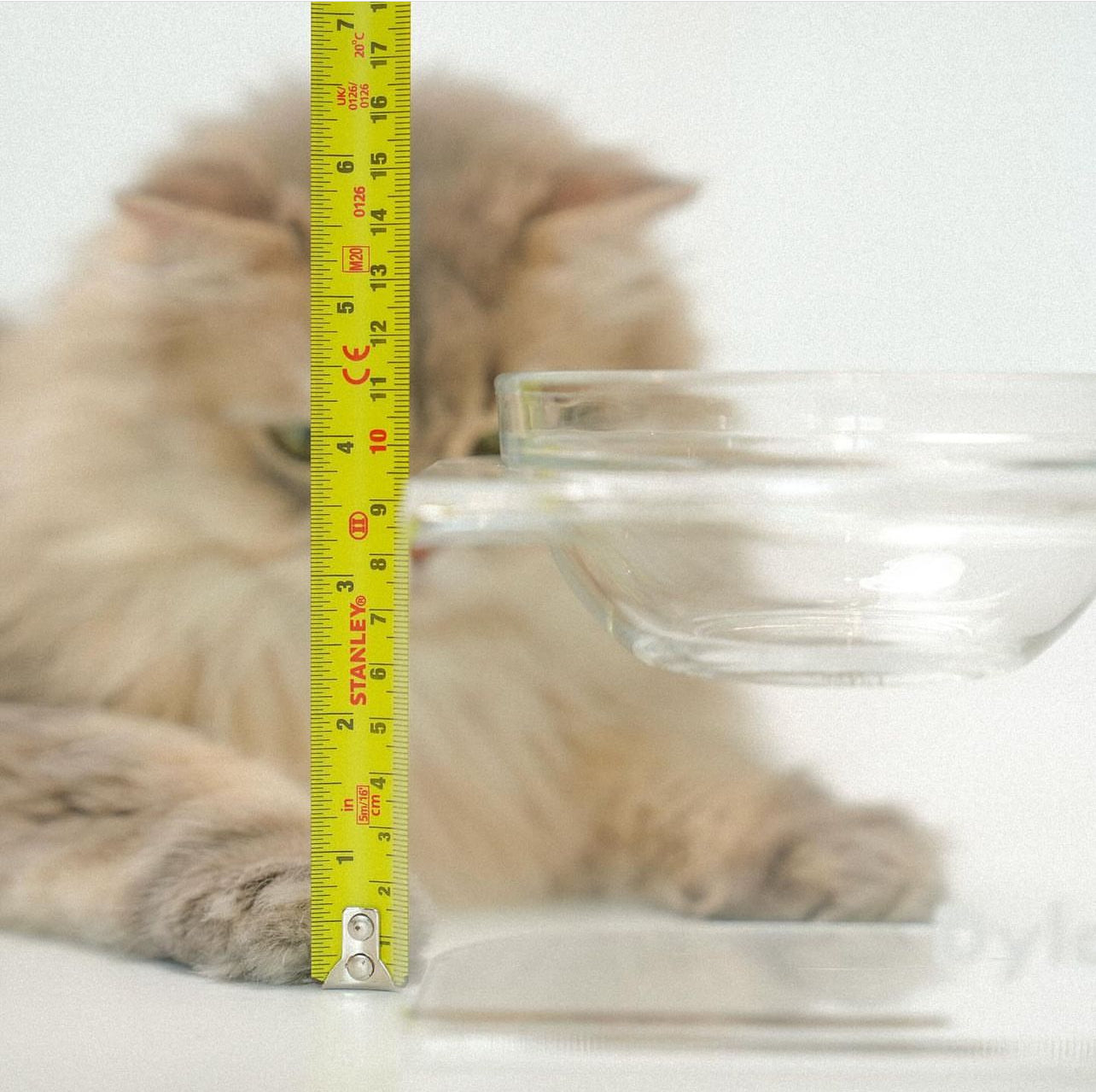 Dylano Studio - Elevated Single Bowl Iced in XS / Petite