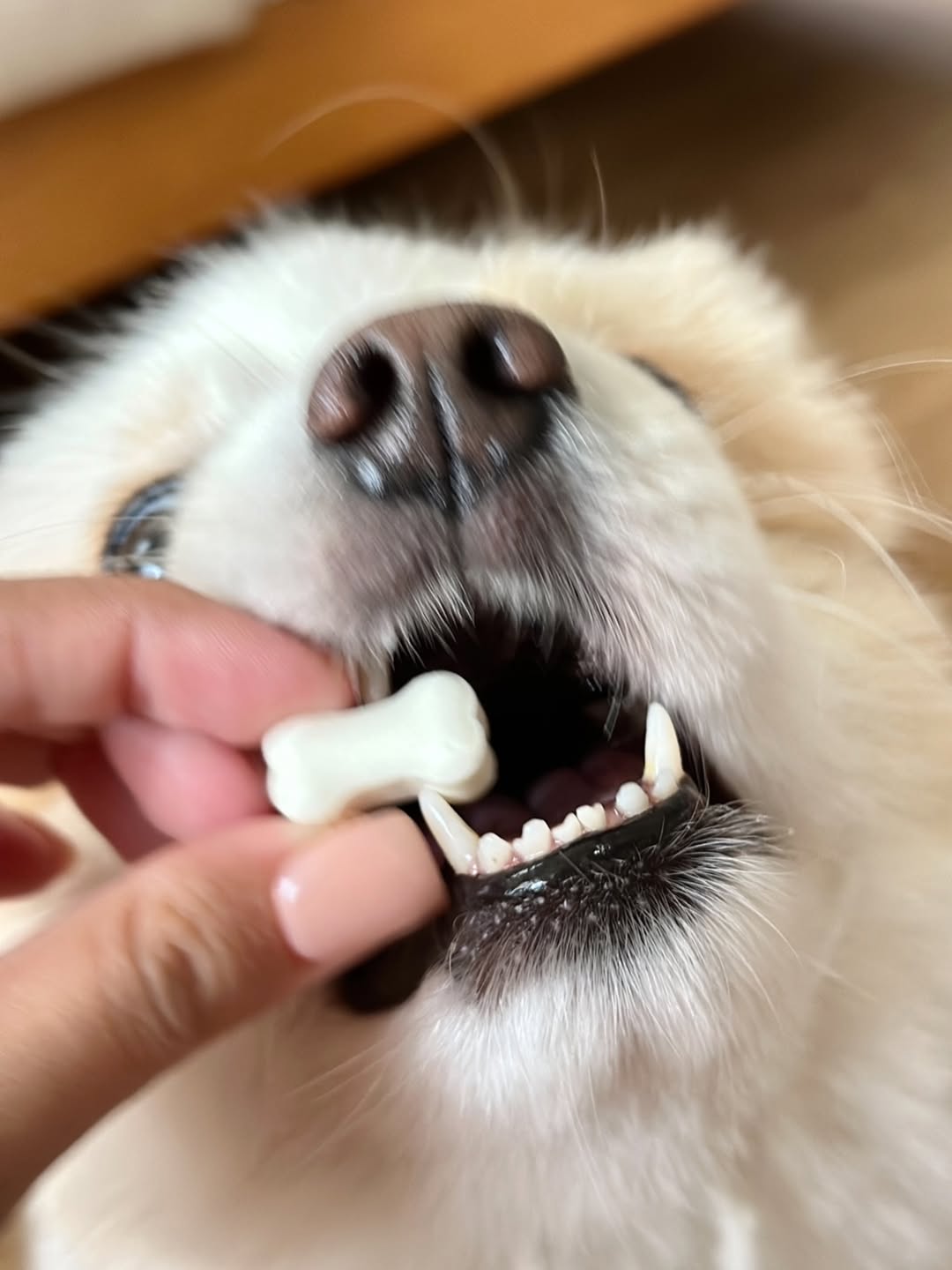 Belly Buddy - Goat Milk Bites 200g