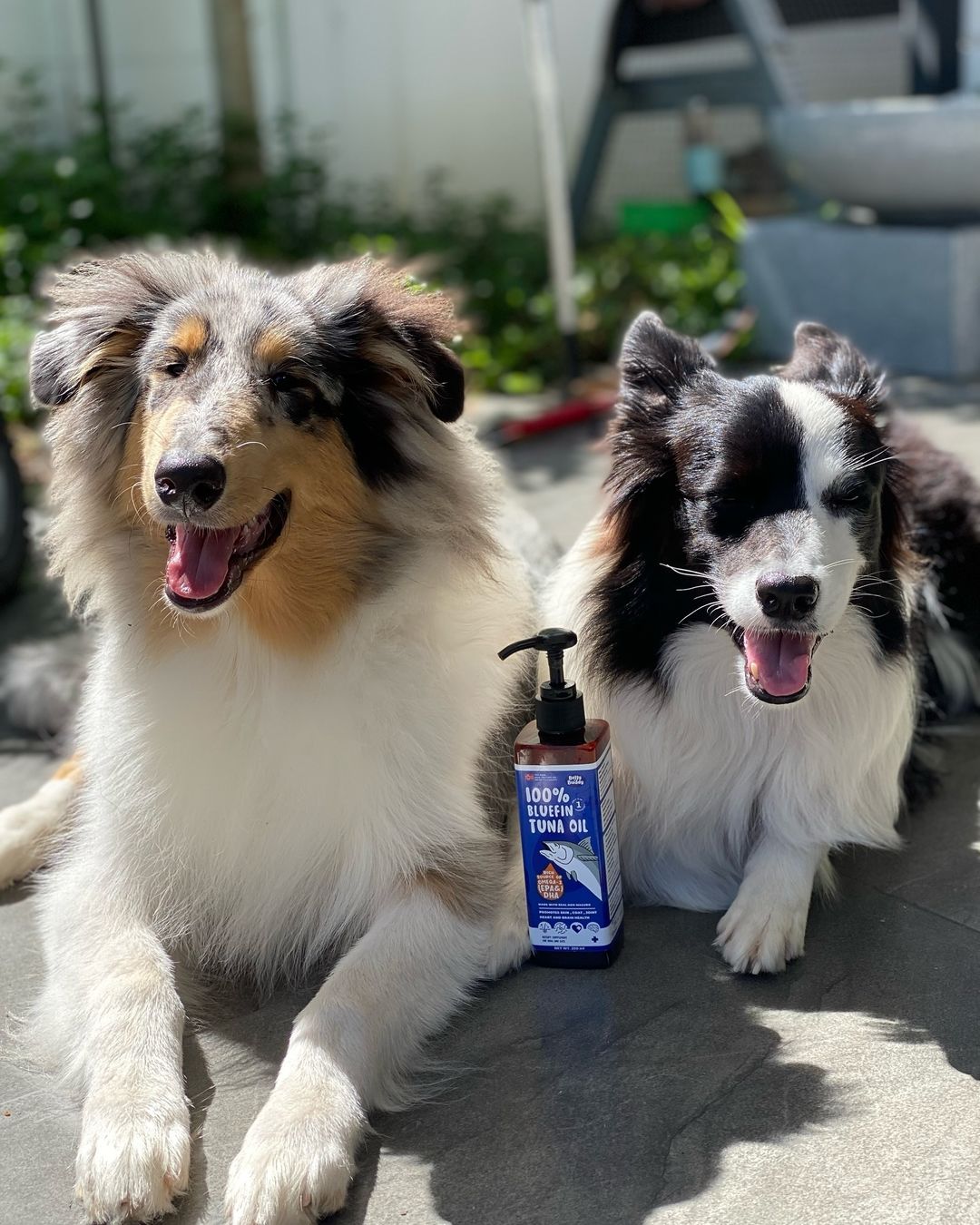 Belly Buddy - Bluefin Tuna Oil