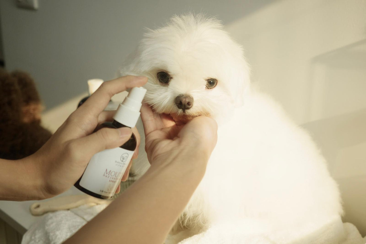 Bubble Bear Mouth Refreshment Spray