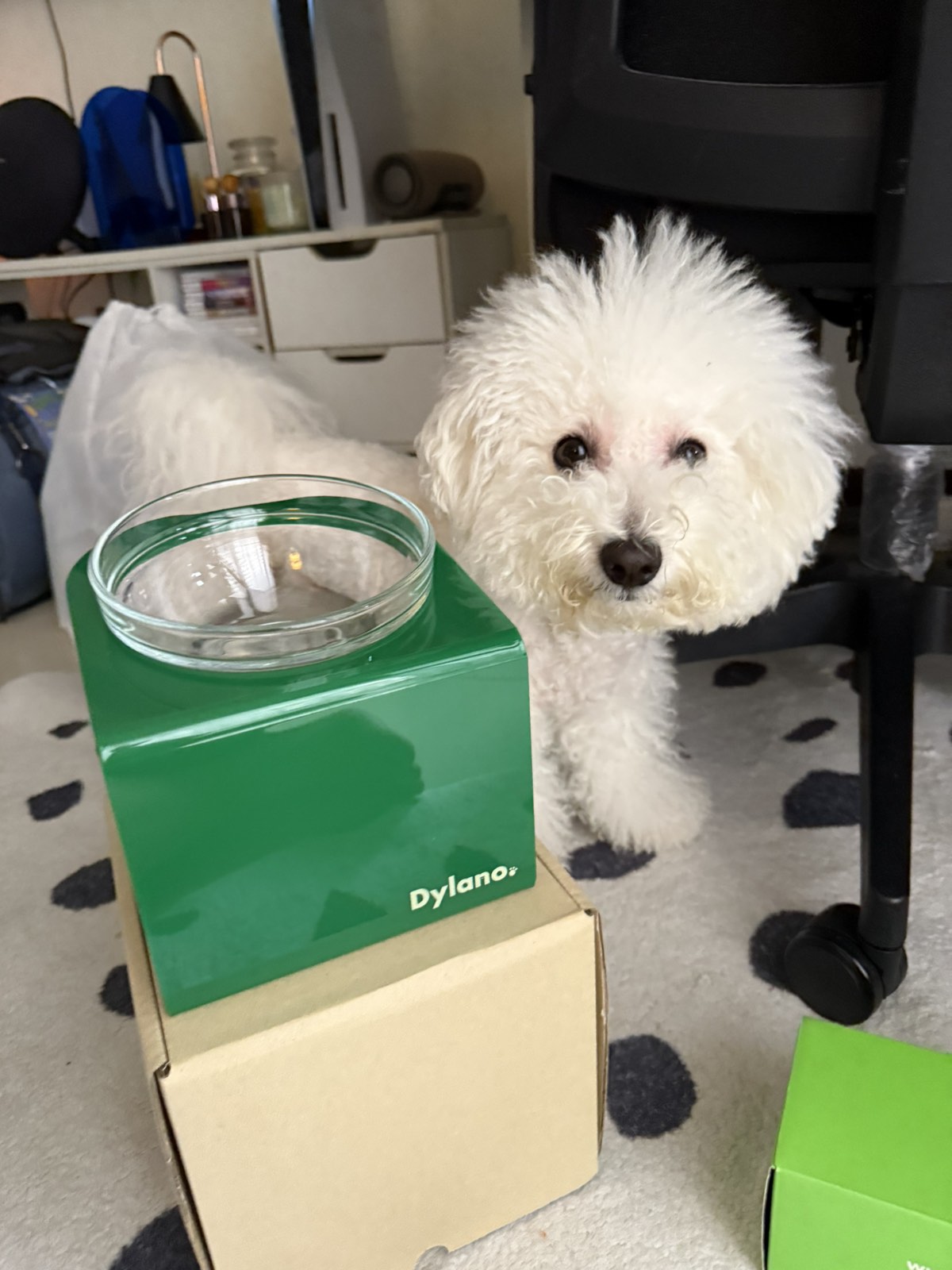 White dog standing next to a green and beige box with 'Dylano' branding.