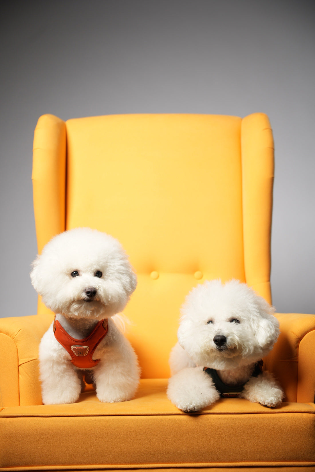 Pet Wellness Trends 2026 | Transparency & Premium Care in the Philippines