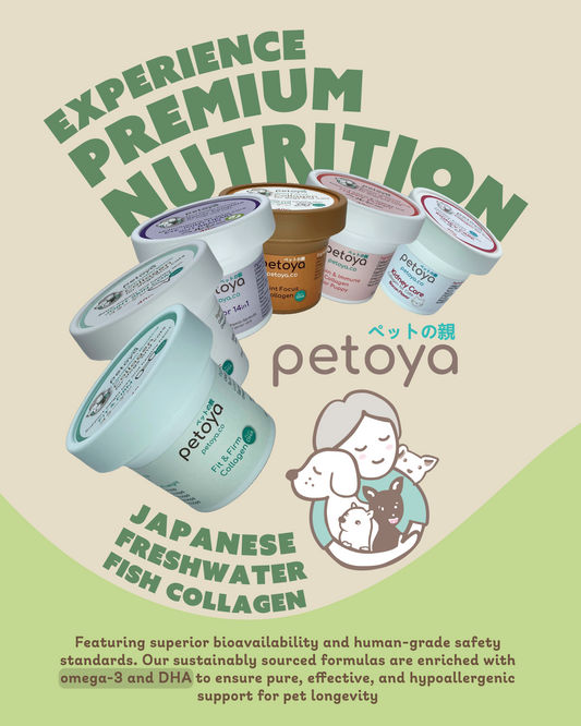 Top Questions Filipino Pet Owners Ask About Pet Supplements | Le Bubu Pets