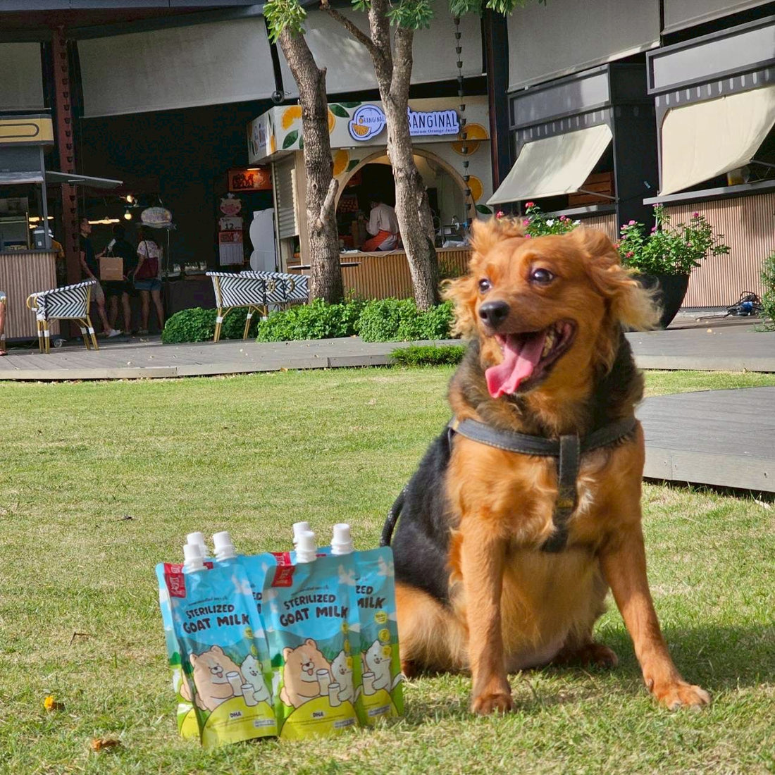 Daily Wellness Habits Every Pet Owner Should Adopt for a Healthier, Happier Pet