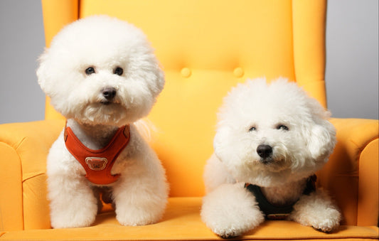 National Pet Parents Day 2026 | Raising the Bar for Pet Care | Le Bubu Pets