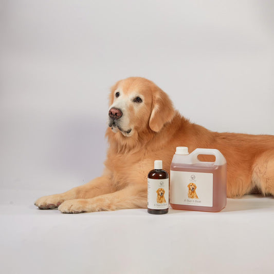 A Star Is Born: The Professional Secret to a Fresh-Smelling Pet Every Day