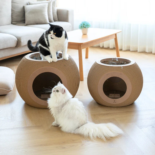Rainy Season Cat Care in the Philippines: How to Keep Indoor Cats Happy, Busy, and Healthy