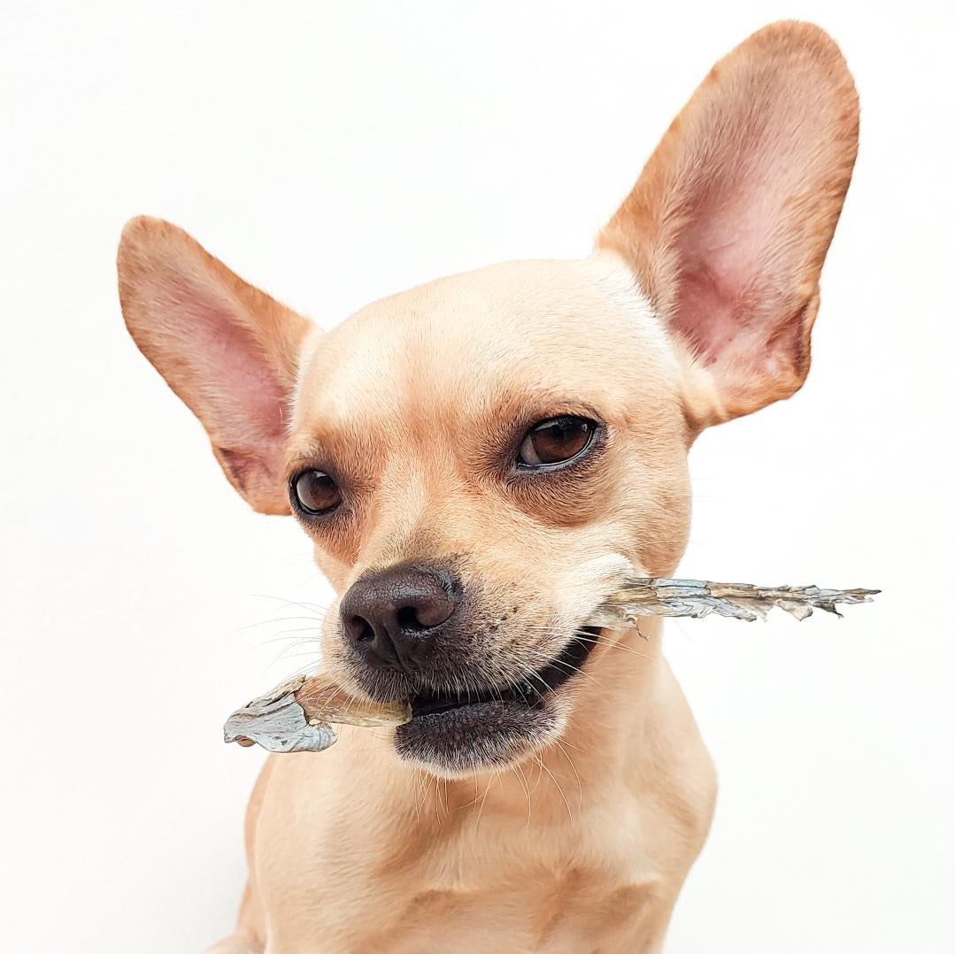 small to medium breeds