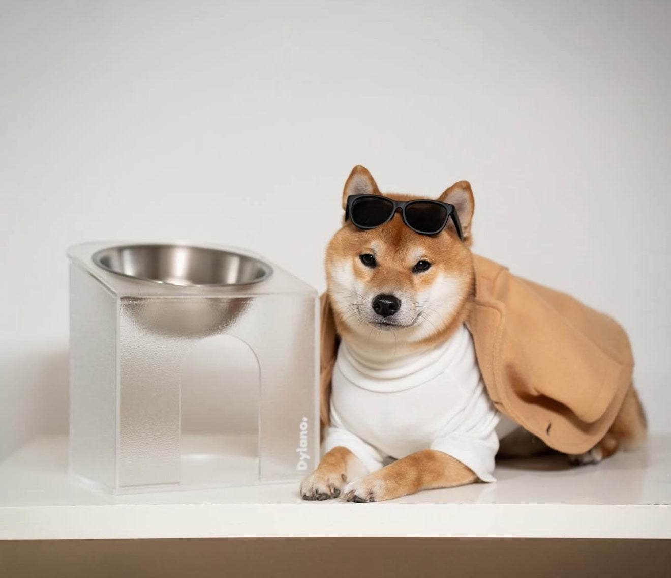 Dylano Studio - S/M (Semi-Medium), Elevated Stainless Bowl