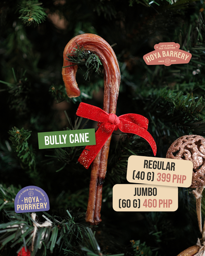 Hoya Barkery - Christmas Bully Cane