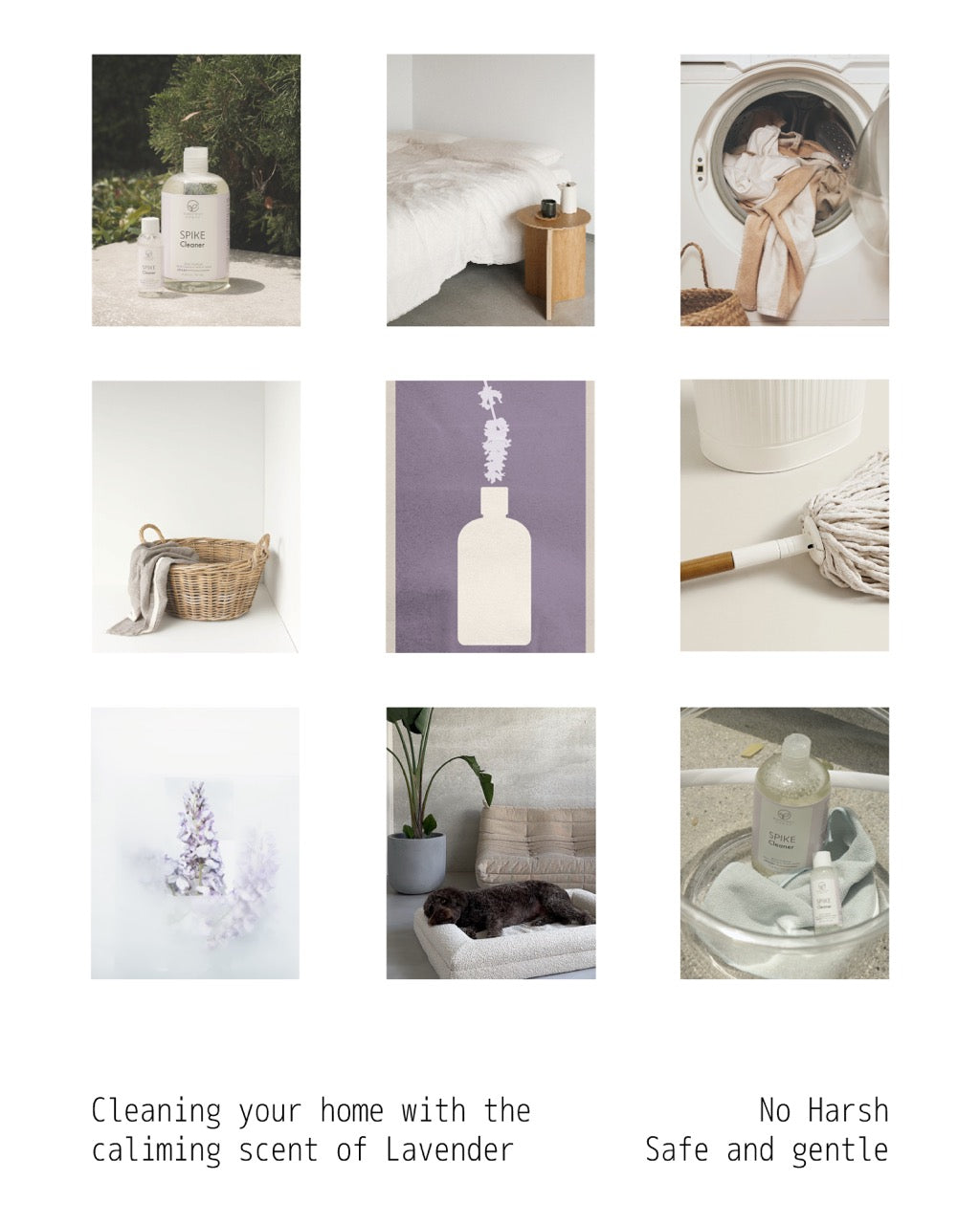 Bubble Bear - Spike Lavender, Multipurpose Cleaner