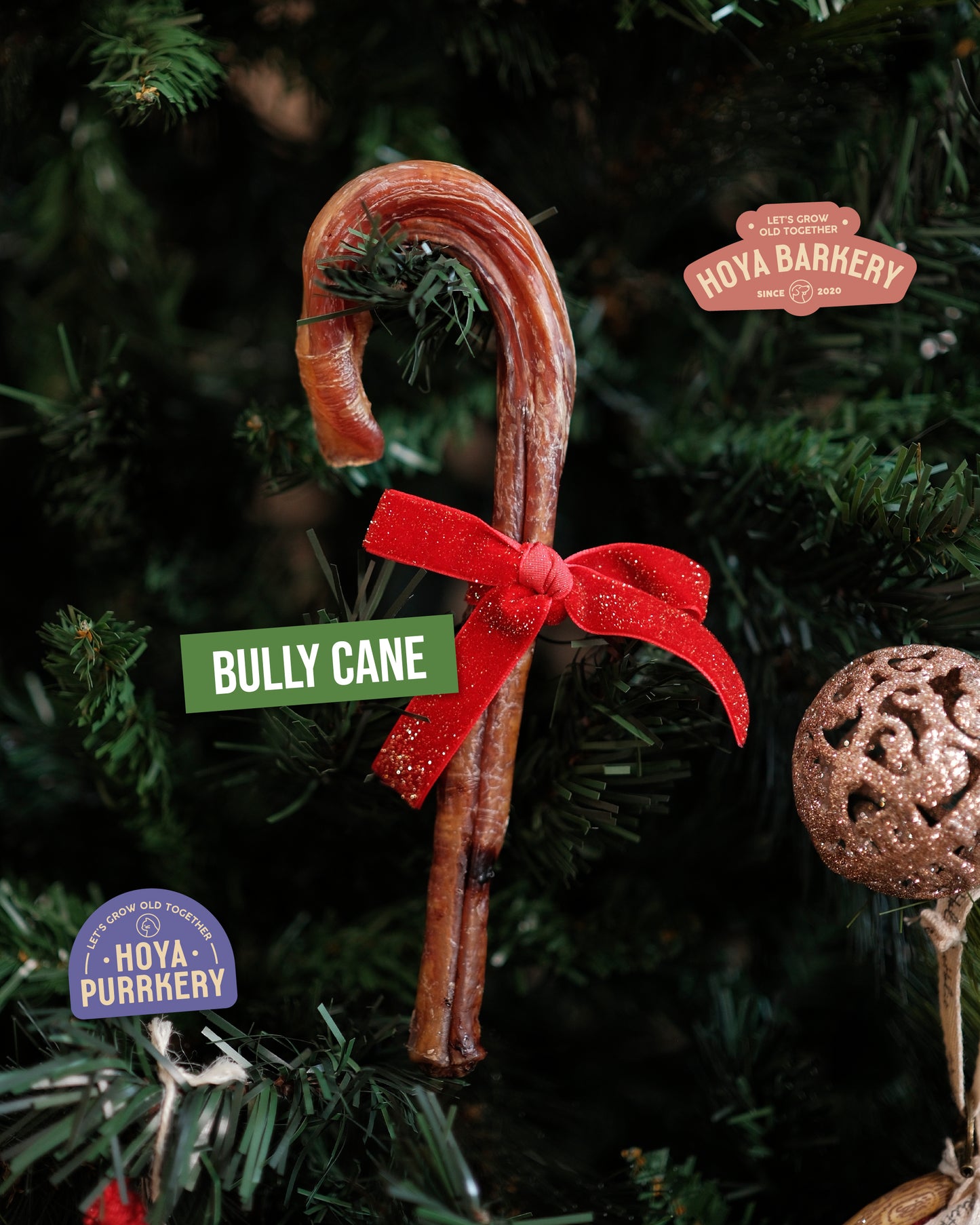 Hoya Barkery - Christmas Bully Cane