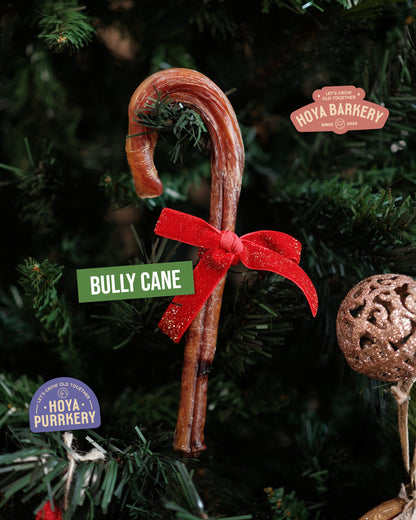 Hoya Barkery - Christmas Bully Cane