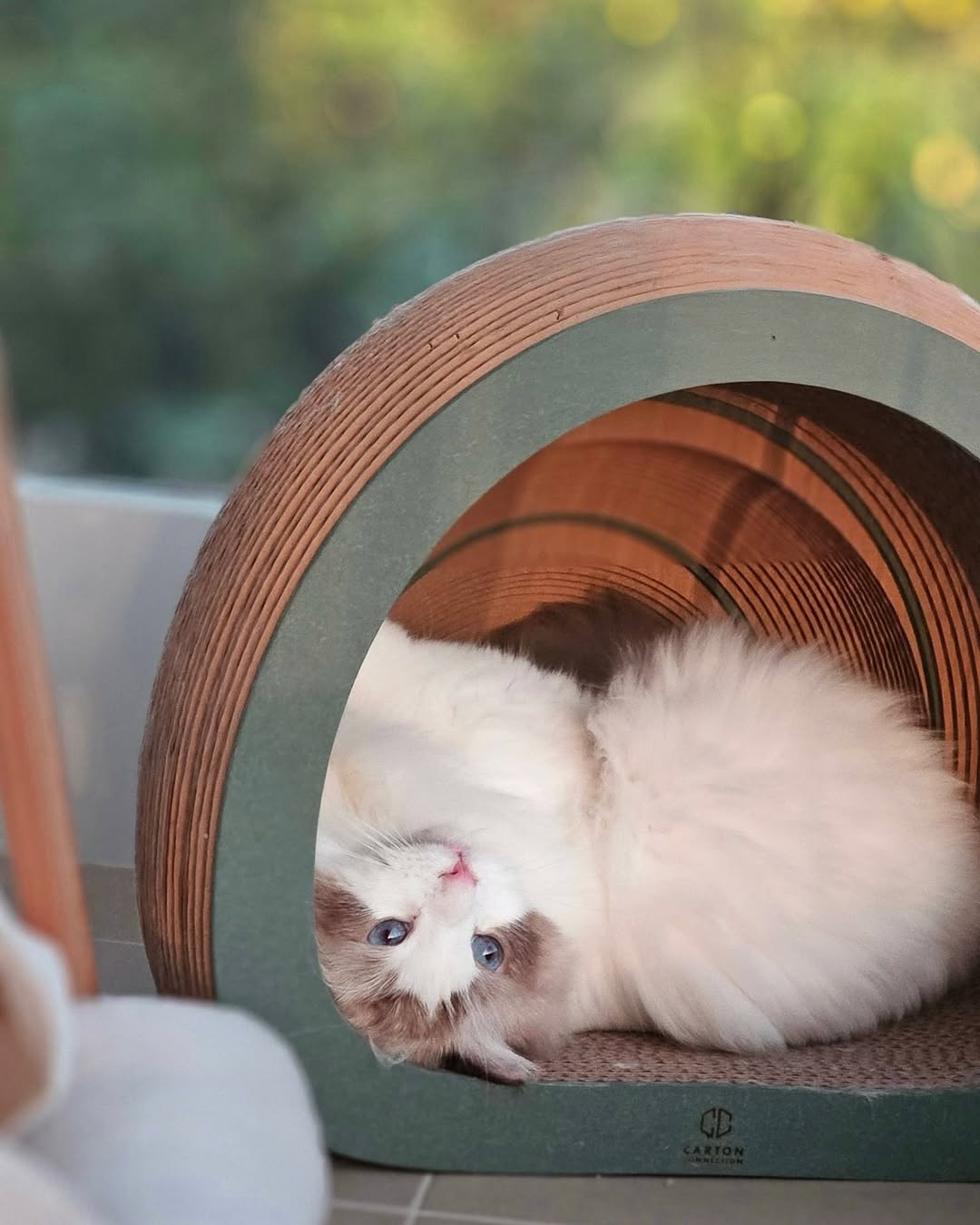 Purrmithor [Pre-order]