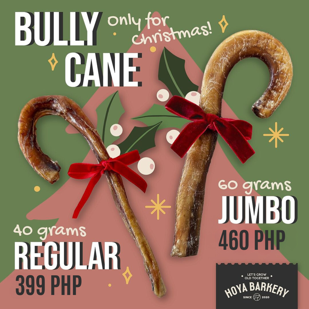 Hoya Barkery - Christmas Bully Cane