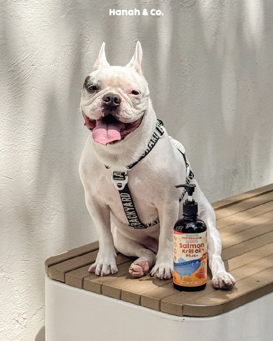 Hanah & Co - Salmon Krill Oil — omega-3 food topper for skin & coat