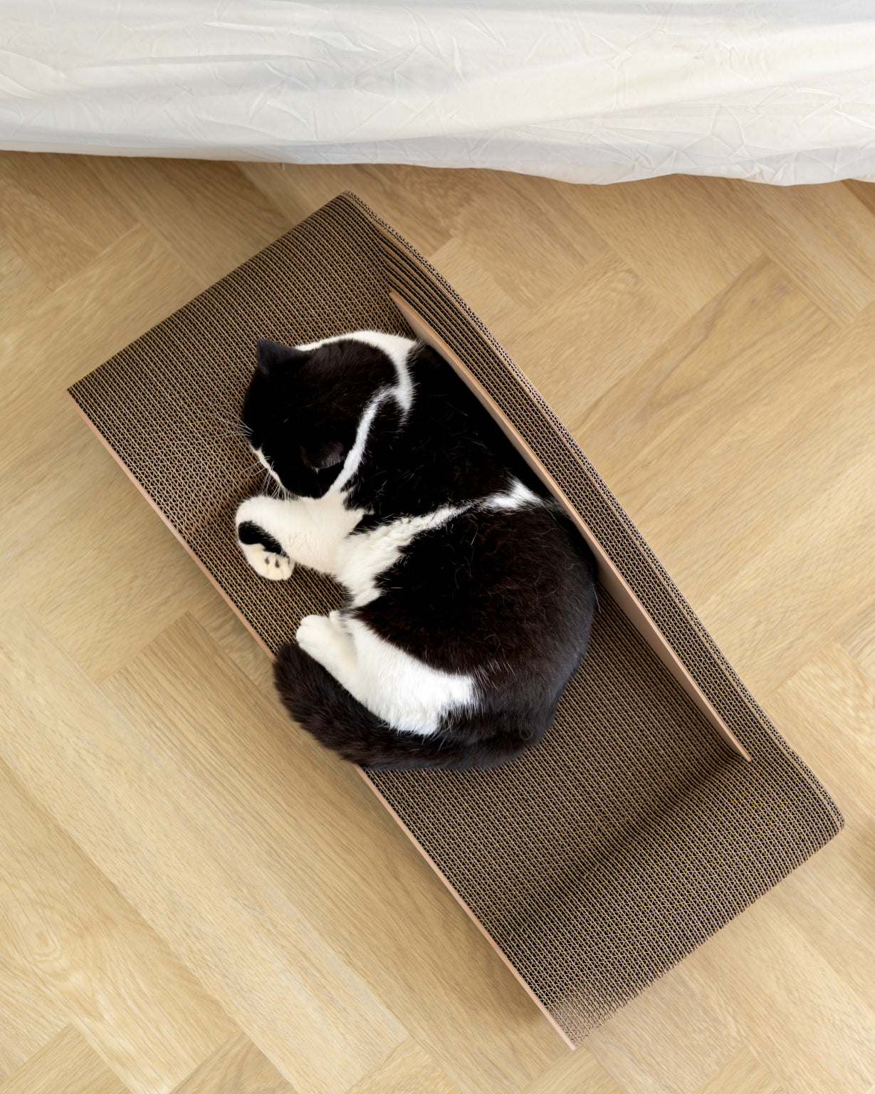 Carton Connection - Maxine