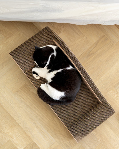 Carton Connection - Maxine